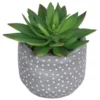 Small Succulent - Grey 1 Small Succulent - Grey -Homebase 12909500 1044869235473987